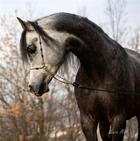 Gazal teriminin türkçe i̇ngilizce sözlükte anlamı. GAZAL Z - 2019 WAHO Trophy Winner - Slowenia