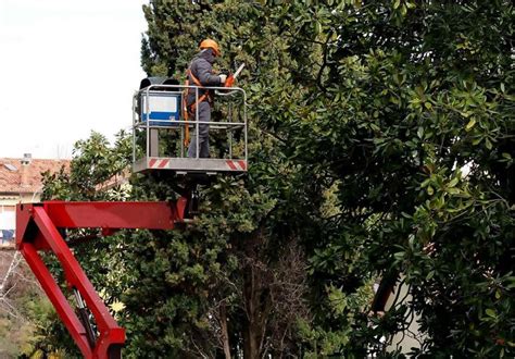 Tim bracewell built the company up to make it a leader in the tree trimming & removal industry in the hillsborough county area winning the best of florida award in 2012 and best of lithia in 2019. Learn more about our Tree Trimming service in Lithia, FL ...