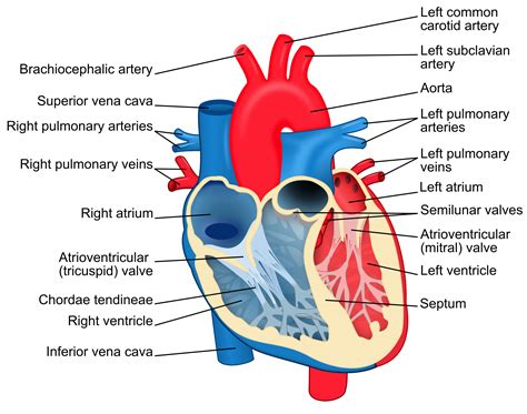 Structural Diagram Of The Human Heart An Organ That Provides A