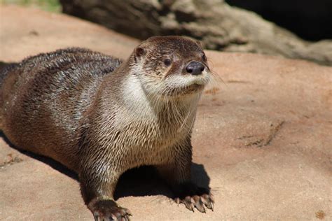 River Otter Piper Joins Luani In Lehigh Valley Zoo Otter Habitat