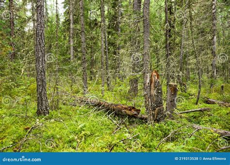 Pathless Taiga Forest In Siberia Stock Photo Image Of Flora Summer