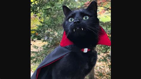 Monk The Adorable ‘vampire Cat Is Here To Show Off Its Halloween