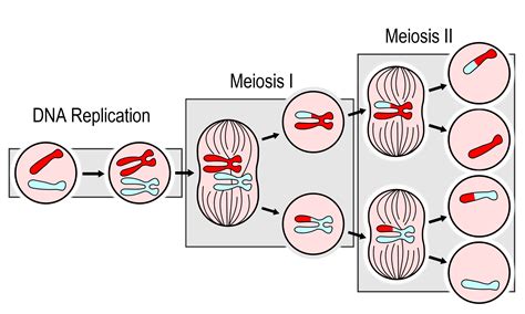 512 Sexual Reproduction Meiosis And Gametogenesis Human Biology