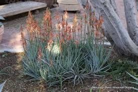 Numerous scientific studies have demonstrated the. blue elf aloe - cold hardy | Plants, Landscape projects