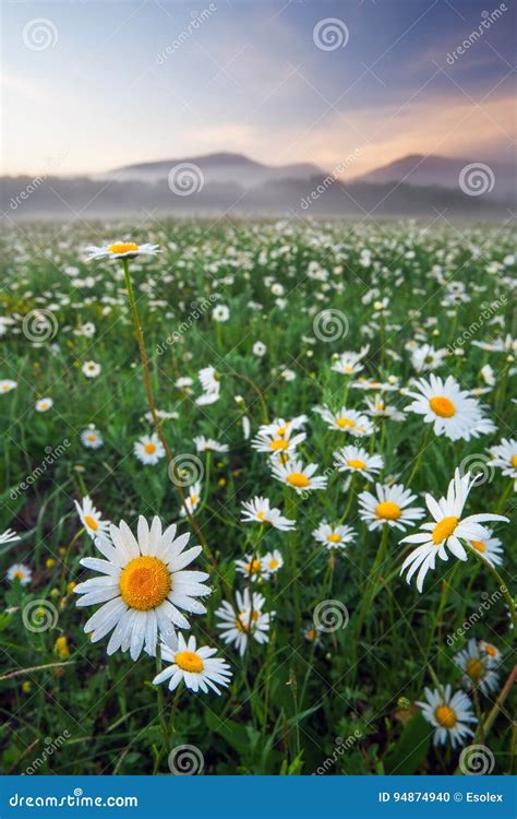 Daisies In The Field Near The Mountains Stock Photo Image Of Flower