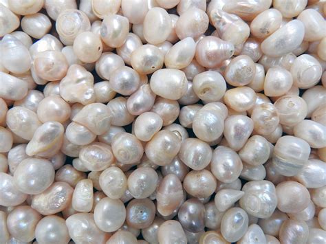 Freshwater Pearl Harvesting A Skillful Process Tps Blog