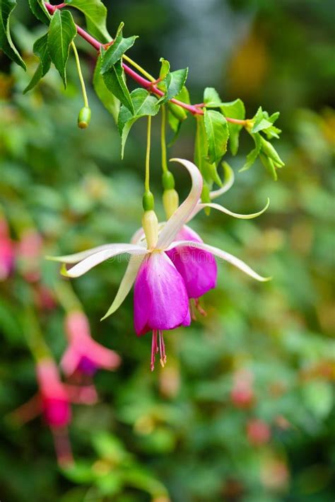Beautiful Fuchsia Flowers In The Garden Stock Image Image Of Floral