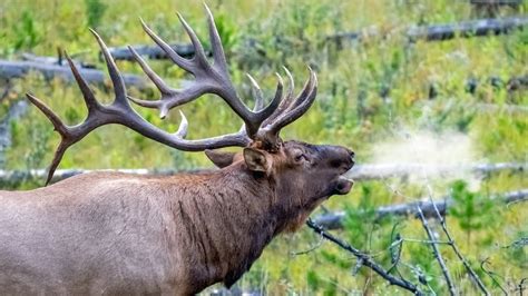 14 Why Do Elk Bugle Micahfenella
