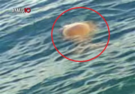 Viral A Rare Footage Of Alleged Mermaid Was Seen In One Of The Beach Resorts In The Philippines