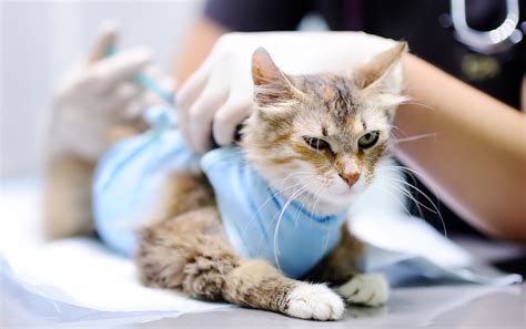 What is a cat distemper combo vaccination? Feline Panleukopenia (Distemper) Vaccine: Schedule, Side ...