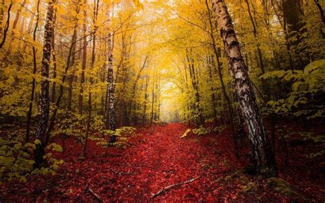 Nature Landscape Fall Red Leaves Path Yellow Trees Mist Forest