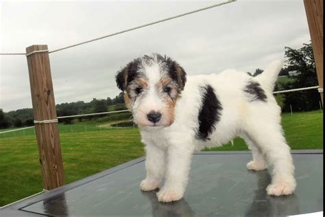 Mildred Kendrick Wire Fox Terrier Puppies For Sale Born On 07 23 2019