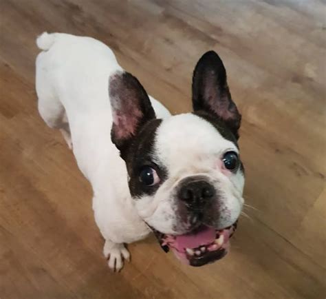 So take your time and browse all the pages and enjoy finding out. Mishka - 4 year old female French Bulldog Cross available ...