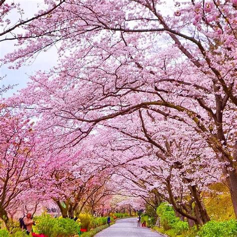 Earthables Cherry Blossom Shizuoka Japan Capkaieda