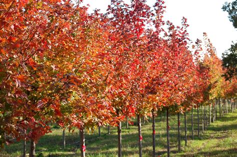 Autumn Blaze Maple Acer Rubrum Autumn Blaze Landgraf Trees