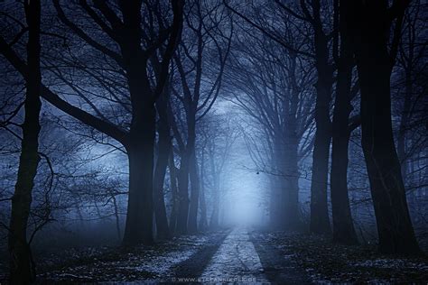 Dark Forest On Behance