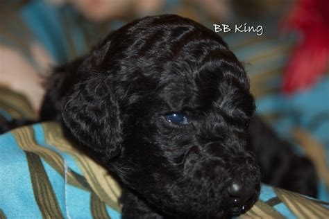 The skull is moderately rounded with a slight but definite stop. BB King - AKC Standard Poodle Puppy for sale near Tampa ...