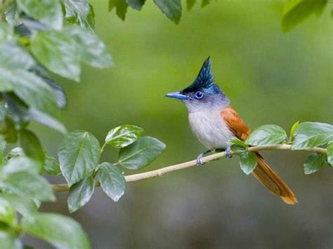 Gorgeous Asian Paradise Flycatcher Stunning Photography Flowers
