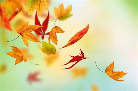 Download Autumn Fall Leaves Hd Live Wallpaper Hq Pictures Image