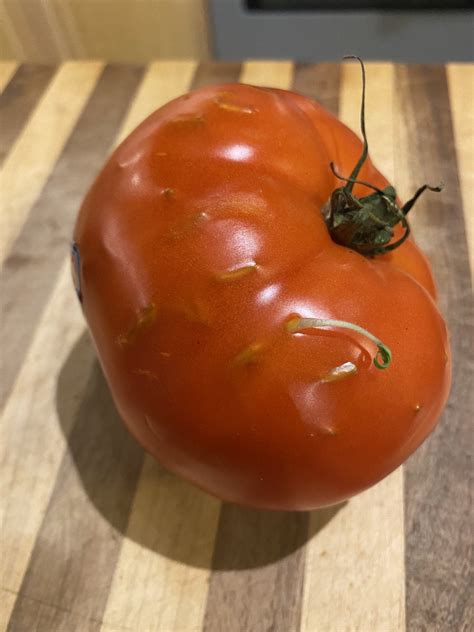 All The Seeds In My Tomato Started Sprouting Mildlyinteresting