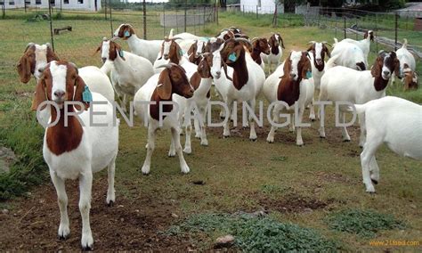 100 Full Blood Boer Goatsunited Kingdom Boer Goats Price Supplier