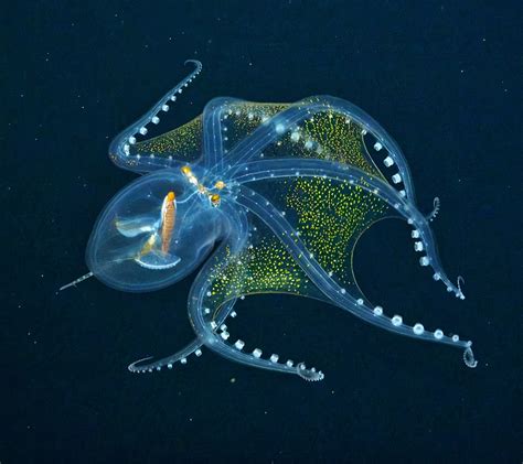 Translucent Glass Octopus Photographed In The Depths Of The Pacific