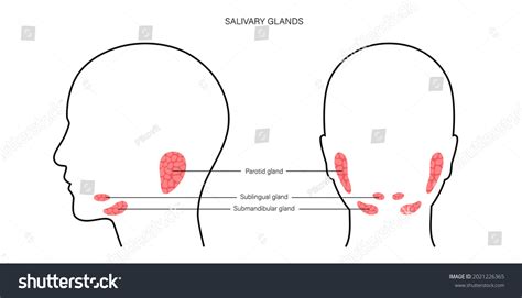 Salivary Gland Human Mouth Parotid Submandibular เวกเตอร์สต็อก ปลอด
