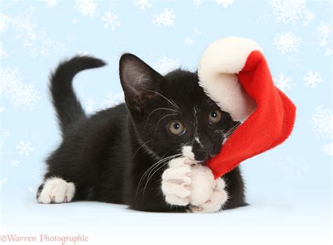 Pets At Christmas Pictures Kitten With Santa Hat Wp34541