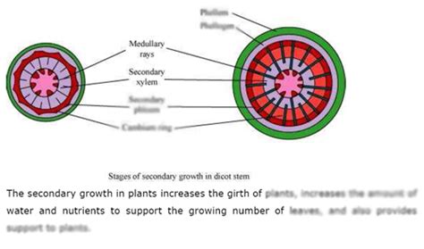 Buy Anatomy Of Flowering Plants Study Material Biology Online For