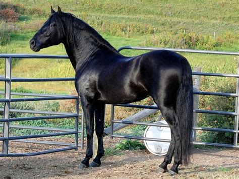 Black Horse Black Horses Pretty Horses