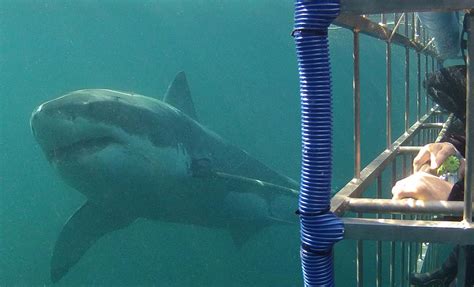 Shark Cage Diving Ultimate Animals