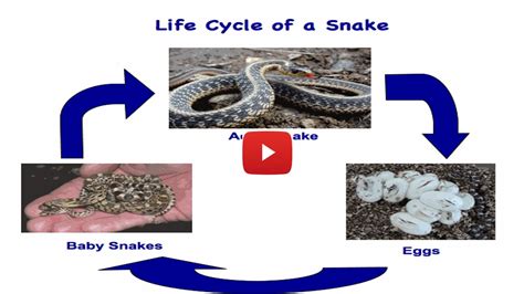 Life Cycle Stages Of Snake Images And Photos Finder