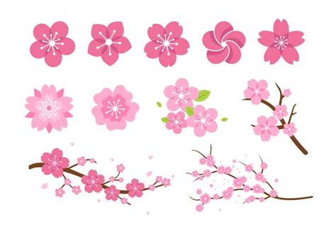 Japanese Cherry Blossom Vector At Collection Of