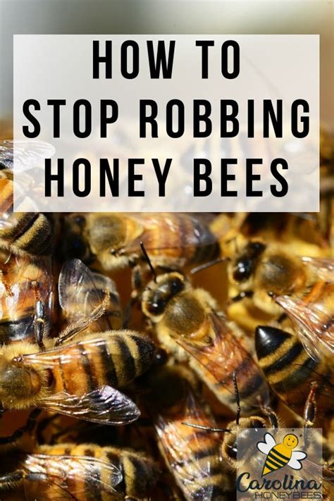 Robber Bees How To Identify And Stop Them Carolina Honeybees Bee