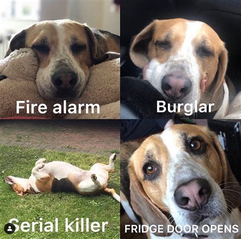 14 Funny Beagle Memes That Will Make Your Day Petpress