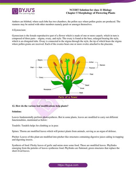 Ncert Solutions Class 11 Chapter 5 Morphology Of Flowering Plants 2022