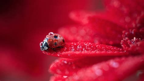 Pink flowers 02 photo by nature / wildlife photography by bonnie best. Ladybugs, red flower, photography, flower, nature, drop ...