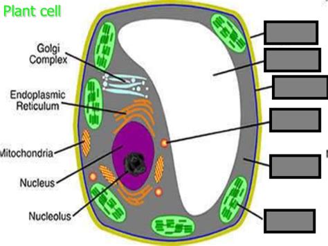 Cell Organelles Visual Quiz Biology Review Game Powerpoint