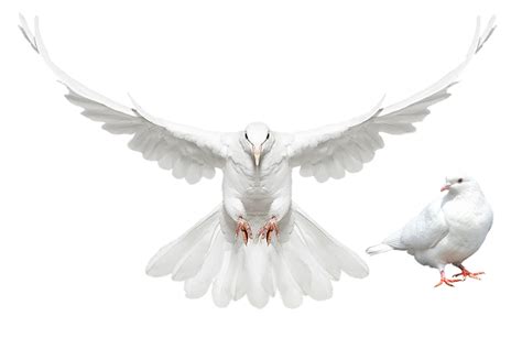 Columbidae Domestic Pigeon Dove Flying Bird Png Download 1392904