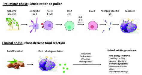 Time Course Pathogenesis And Manifestations Of Pollen Food Allergy