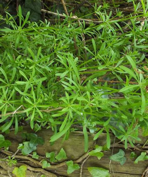 Galium Aparine Cleavers Or Goosegrass