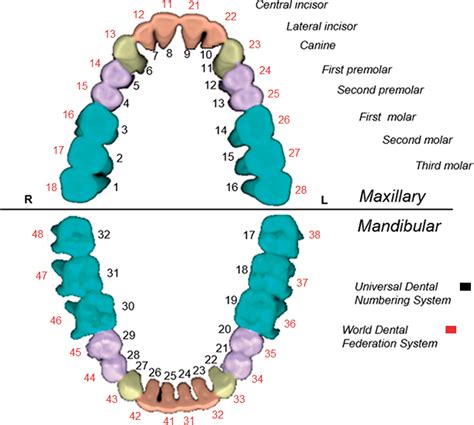 Tooth Numbering Systems Oralhealth In Dental Facts De Vrogue Co