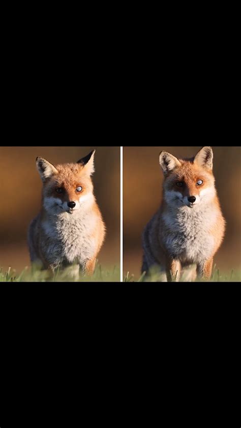 Wild Fox With Heterochromia Beautifully Captured On Camera