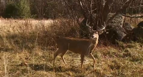 Texas Game Wardens Bust Road Poachers On Video Using Deer Decoy Wide