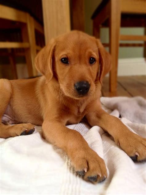 21 Cutest Fox Red Lab Puppies Ever The Paws