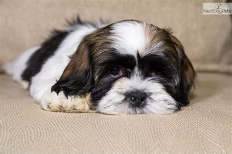 The best pet delivery service. Leo: Shichon puppy for sale near Youngstown, Ohio ...