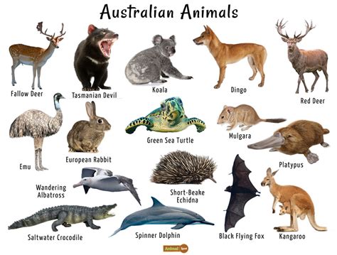 An Image Of Australian Animals With Names