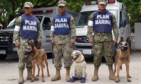 Frida La Perrita Rescatista Que Inspiró A Miles De Mexicanos Tras Sismo