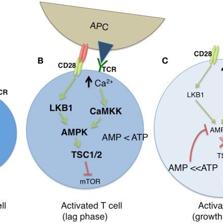 The Modulation Of Cellular Metabolism Via T Cell Receptor TCR