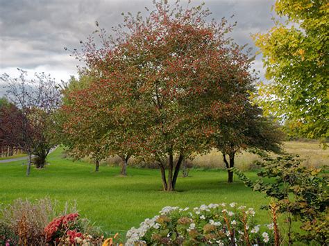 Ornamental Trees To Grow In Colorado Plantnative Org